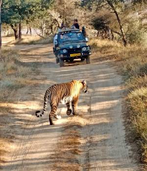 Wildlife Jeep Safari Tours